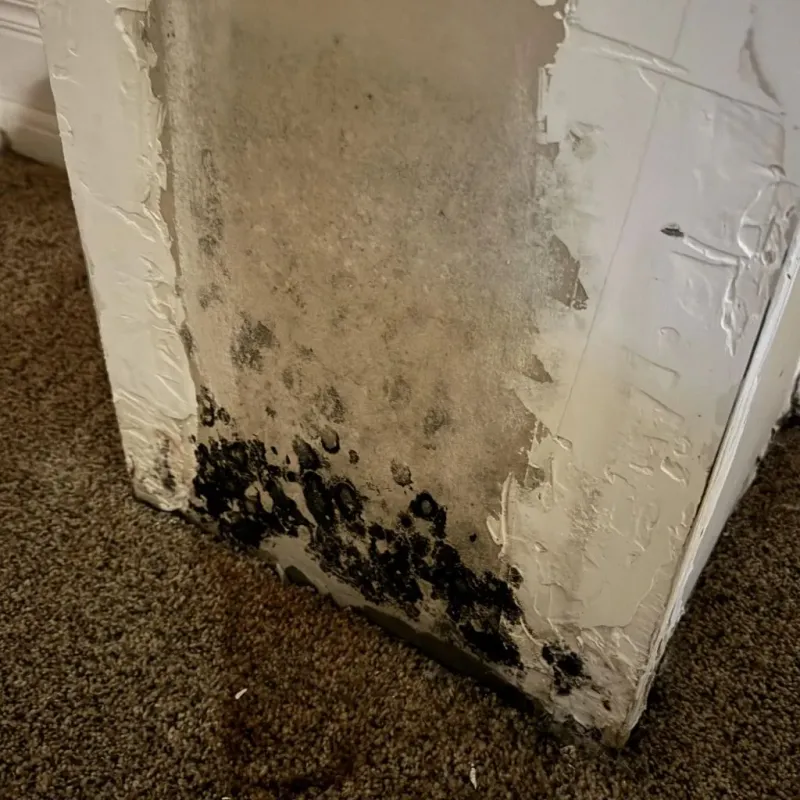 Professional Mold Removal in Brazoria County, TX